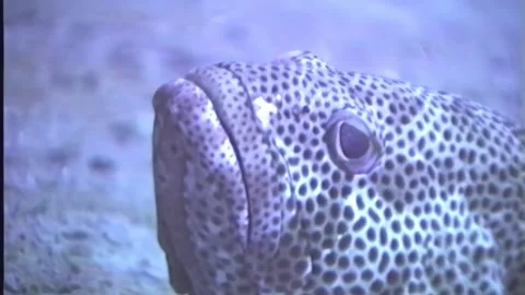 GROUPER 9 Stock Footage 306608983