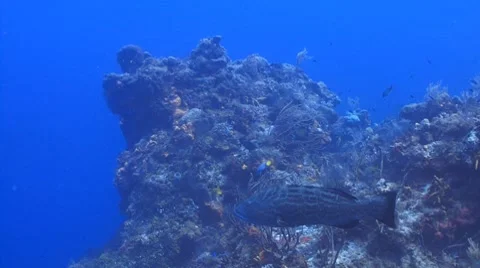 Grouper and Angelfish Vídeo Stock 8640657