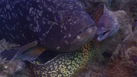 Grouper and Moray eel together in Mediterranean Sea, under water shot Stock Footage 276288580