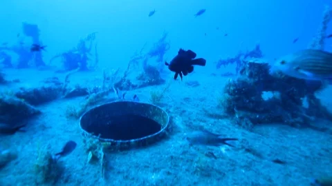 Grouper and Scorpionfish 스톡 동영상 95226810