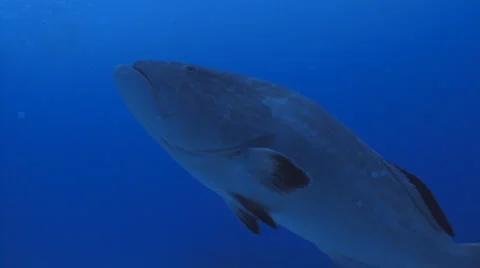 Grouper and surface background Видео 947484