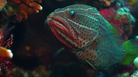 Grouper Anyperodon leucogrammicus Stock Footage 74725757