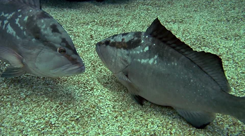 Grouper &amp; Barracuda Video stock 37927252