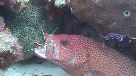 Grouper Being Cleaned by Shrimp Stock Footage 55886976