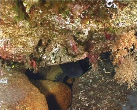 Grouper (C094) Video stock 104012