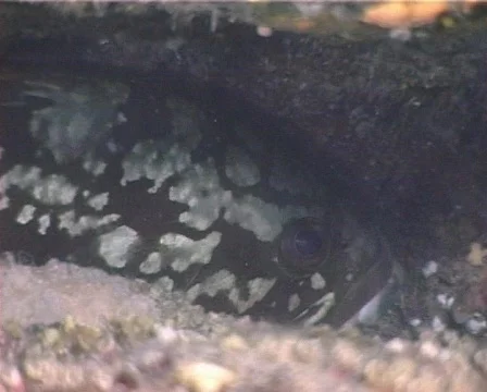 Grouper (C095) 動画素材 104022