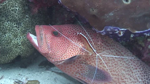 Grouper Cleaned by Shrimp Stock Footage 55888687