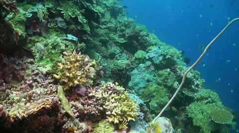 Grouper on a coral reef Stock Footage 51595812