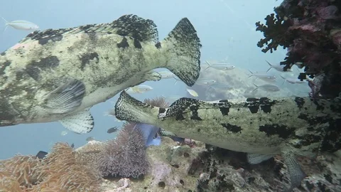 Grouper courtship Stock Footage 80815761