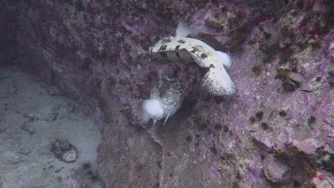 Grouper courtship Stock Footage 80847388
