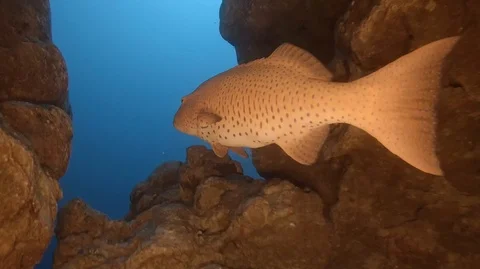 Grouper Deep in a dark cave underwater Stock Footage 111521930