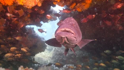 Grouper drifting in a reef window  with diver swimming behind at close of shot. Stock Footage 95007602