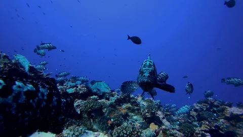 Grouper during a dive Video stock 95907141