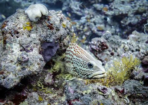 Grouper fish with an angry expression in his eyes Stock Photos