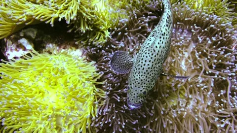 Grouper fish between corals during scuba diving Stock Footage 258654345