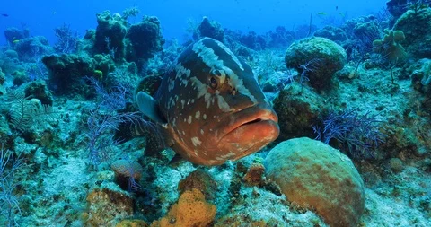 Grouper fish close up eye in camera on coral reef 4K Stock Footage 108072001