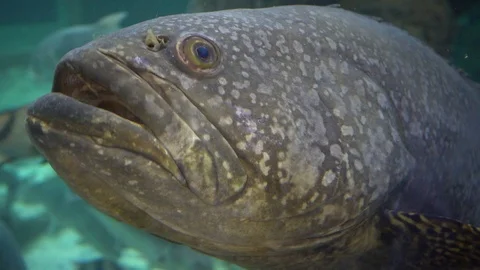 Grouper fish close-up Stockbeeldmateriaal 103130540