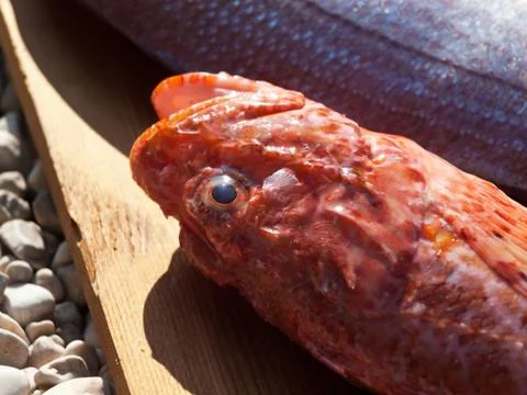 Grouper fish close up Stock Photos