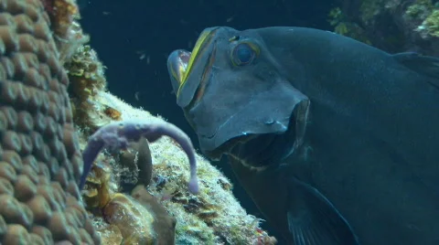 Grouper fish comming out of gill Stock Footage 658768