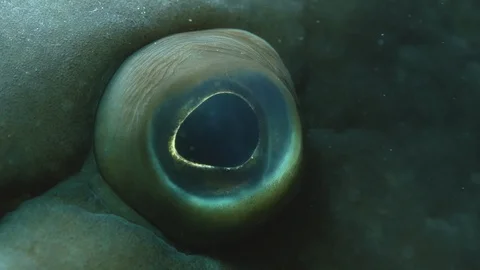 Grouper fish eye close up Stock Footage 117809608
