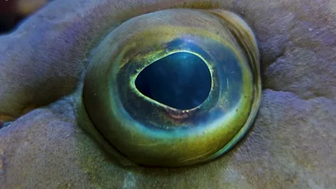 A grouper fish eye Stock Footage 269682108