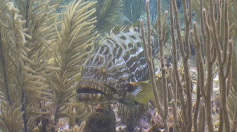 Grouper. Fish. Stock Footage 53376523