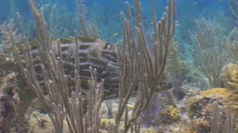 Grouper. Fish. Stock Footage 53376635