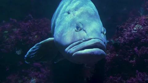 Grouper fish Stock Footage 234148514
