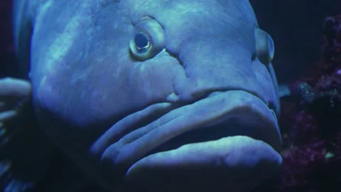 A Grouper fish head  Stock Footage 236703604