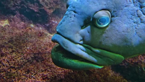 A grouper fish head  Stock Footage 269630747