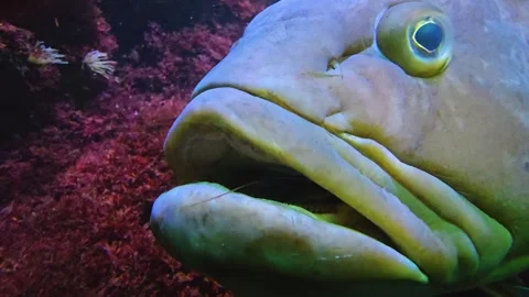  a grouper fish head Stock Footage 275865769