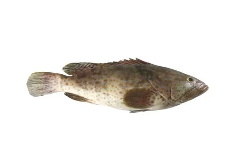 Grouper fish isolated on white background. Stock Photos