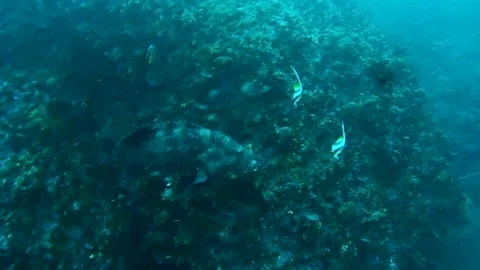 Grouper fish, moorish idol fish and coral reef in the sea Stock Footage 246785092