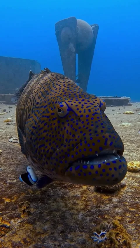 Grouper fish in the sea Stock Footage 330898759