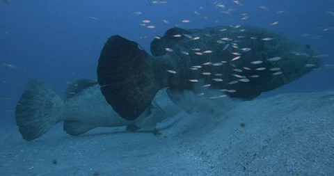 Grouper fish surrounded by school of fish resting on the seabed Video stock 109546674