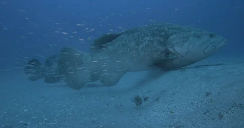 Grouper fish surrounded by school of fish resting on the seabed Stock Footage 109547061