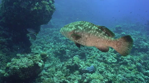 Grouper fish swimming over coral reef - underwater shot, Red Sea Video stock 67454341