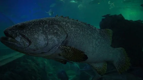 Grouper fish in tank Stock Footage 103138461