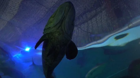 Grouper fish in tank Stock Footage 103138578