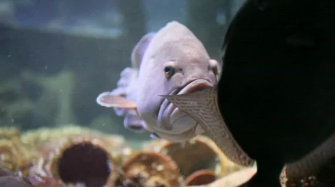 Grouper Stock Footage 788259