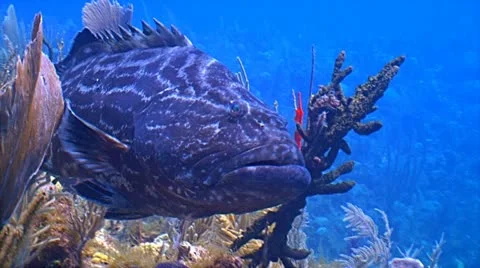 Grouper Stock Footage 10922267
