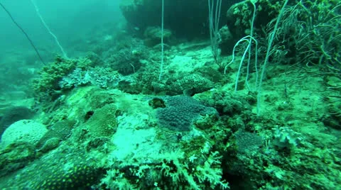 Grouper Stock Footage 26208679