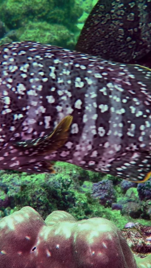 Grouper Glides Gracefully Across Costa Rican Reefs Stock Footage 327097652