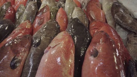 Grouper Lapu-Lapu Fish Close up for sale in Seafood Market Video stock 88134416