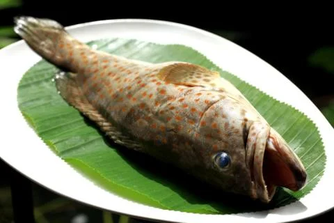 Grouper Stock Photos