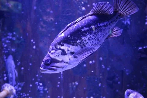 Grouper Stock Photos