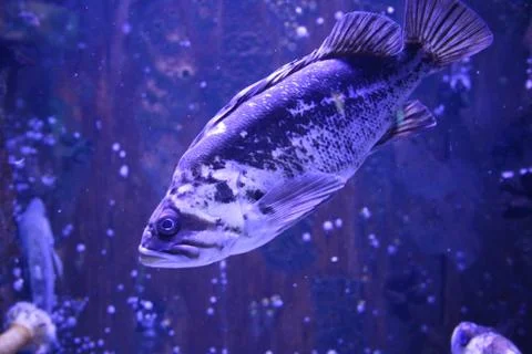 Grouper Stock Photos