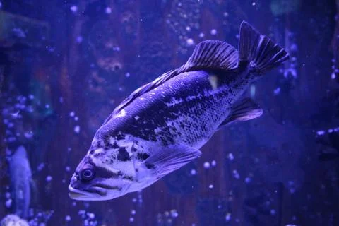 Grouper Stock Photos