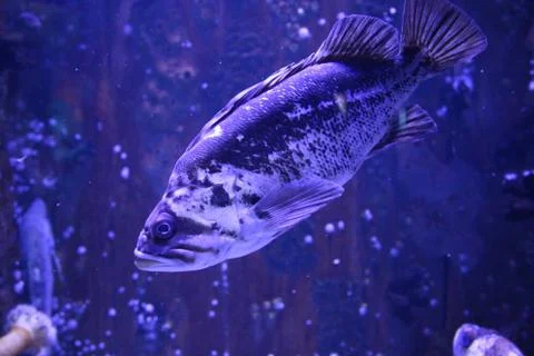 Grouper Stock Photos