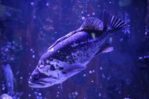 Grouper Stock Photos